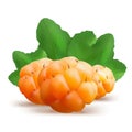 Ripe cloudberry vector illustration. Creeping raspberry