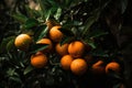 Ripe Cluster Oranges Citrus Fruits Hanging From a Tree Branch. Vibrant fruits lush green leaves Royalty Free Stock Photo