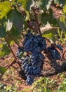 Ripe clusters of Moldovan purple wine grapes in Greece