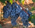 Ripe clusters of Moldovan purple wine grapes in Greece