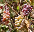 Ripe clusters of pink grapes hang on a branch of a vineyard Royalty Free Stock Photo