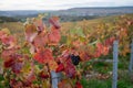 Ripe clusters of pinot meunier grapes in autuimn on champagne vineyards in village Hautvillers near Epernay, Champange, France