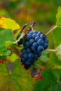 Ripe clusters of pinot meunier grapes in autuimn on champagne vineyards in village Hautvillers near Epernay, Champange, France