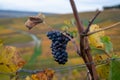 Ripe clusters of pinot meunier grapes in autuimn on champagne vineyards in village Hautvillers near Epernay, Champange, France