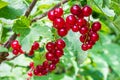 Ripe clusters of red currant berries on the branches.