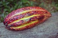 Ripe cocoa fruit closeup on top of a wooden trunk