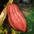 Ripe cocoa fruit hanging on the tree, Honduras. Royalty Free Stock Photo