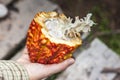 Ripe cocoa fruit inhand with beans inside. Peru Royalty Free Stock Photo