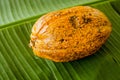 Ripe Cocoa pod