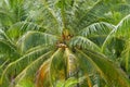 Ripe coconuts at the coconut palm at Koh Samui, Thailand.