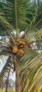 Ripe coconuts growing on a tall coconut palm tree in a rural tropical landscape Royalty Free Stock Photo