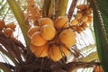 Ripe Coconuts on the Tree, Natural Scene in Sri Lanka Royalty Free Stock Photo