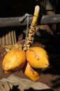 Ripe coconuts from the island of Sri Lanka. Royalty Free Stock Photo