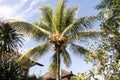 Ripe coconuts on the palm, Bali, Indonesia Royalty Free Stock Photo