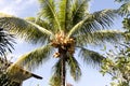 Ripe coconuts on the palm, Bali, Indonesia Royalty Free Stock Photo