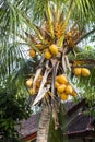 Ripe coconuts on the palm, Bali, Indonesia Royalty Free Stock Photo