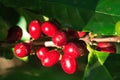 Ripe coffee