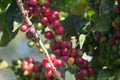 Ripe Coffee Berry Royalty Free Stock Photo