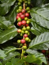 Ripe coffee fruit