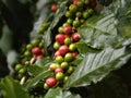 Ripe coffee fruit