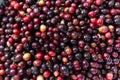 Ripe coffee fruits drying under the sun