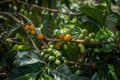 Ripe coffee seeds of green and orange in a tree at the plantation in high altitude of Panama, where different types of coffee such