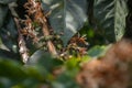 Ripe coffee seeds in a tree at the plantation in high altitude of Panama, where different types of coffee such as geisha, caturra