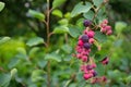 Ripe, colorful berries of a shadberry on a bush