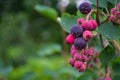 Ripe, colorful berries of a shadberry on a bush