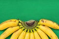 Ripe Colorful Bunch of Gros Michel Baby Bananas on Branch on Vibrant Green Background. Beautiful Semi Circle Pattern. Healthy Diet