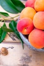 Ripe colorful organic apricots in ceramic bowl on wooden fruit box, kernel, green leaves, garden, summer harvest Royalty Free Stock Photo