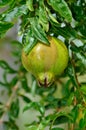 Ripe Colorful Pomegranate Fruit