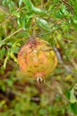 Ripe Colorful Pomegranate Fruit