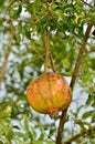 Ripe Colorful Pomegranate Fruit