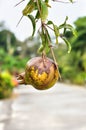 Ripe Colorful Pomegranate Fruit