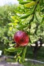 Ripe Colorful Pomegranate Fruit on Tree Branch Royalty Free Stock Photo