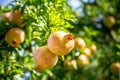 Ripe Colorful Pomegranate Fruit on Tree Branch Royalty Free Stock Photo