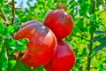 Ripe Colorful Pomegranate Fruit on Tree Branch. The Foliage on the Background Royalty Free Stock Photo