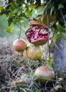 Ripe Colorful Pomegranate Fruit on Tree Branch Royalty Free Stock Photo