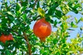 Ripe Colorful Pomegranate Fruit on Tree Branch. The Foliage on the Background Royalty Free Stock Photo