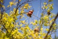 Ripe Colorful Pomegranate Fruit on Tree Branch on blue sky.. Royalty Free Stock Photo