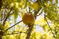 Ripe Colorful Pomegranate Fruit on Tree Branch . Royalty Free Stock Photo