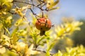 Ripe Colorful Pomegranate Fruit on Tree Branch . Royalty Free Stock Photo