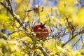 Ripe Colorful Pomegranate Fruit on Tree Branch . Royalty Free Stock Photo