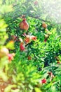 Ripe Colorful Pomegranate Fruit on Tree Branch. The Foliage the Background. With sun light leaks Royalty Free Stock Photo