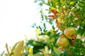 Ripe Colorful Pomegranate Fruit on Tree Branch. The Foliage on the Background. Text space.