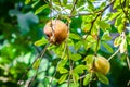 Ripe Colorful Pomegranate Fruit on Tree Branch. The Foliage on t Royalty Free Stock Photo