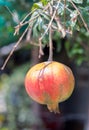 Ripe Colorful Pomegranate Fruit on Tree Branch. The Foliage on t Royalty Free Stock Photo