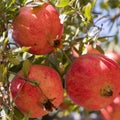 Ripe Colorful Pomegranate Fruit on Tree Branch. Red pomegranate Royalty Free Stock Photo