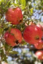 Ripe Colorful Pomegranate Fruit on Tree Branch. Red pomegranate Royalty Free Stock Photo